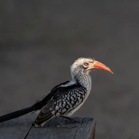 Buffelshoek Tented Camp มันเยเลติเกมรีเซิร์ฟ ภายนอก รูปภาพ