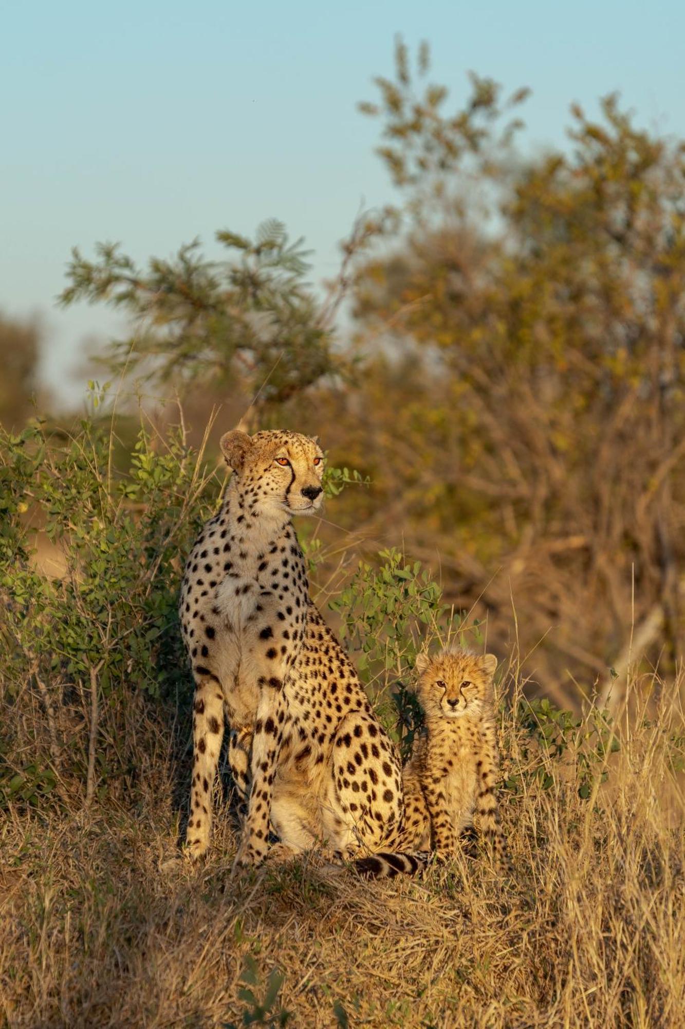 Buffelshoek Tented Camp มันเยเลติเกมรีเซิร์ฟ ภายนอก รูปภาพ