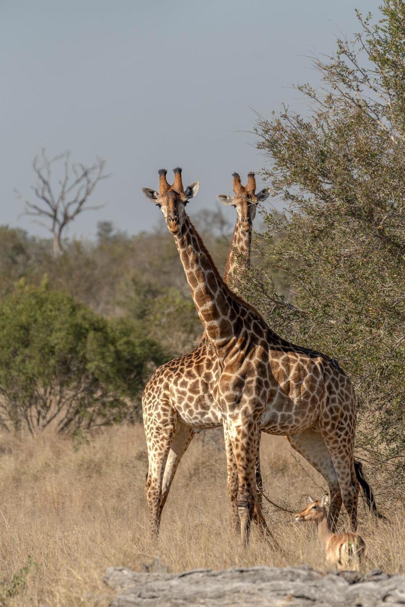 Buffelshoek Tented Camp มันเยเลติเกมรีเซิร์ฟ ภายนอก รูปภาพ