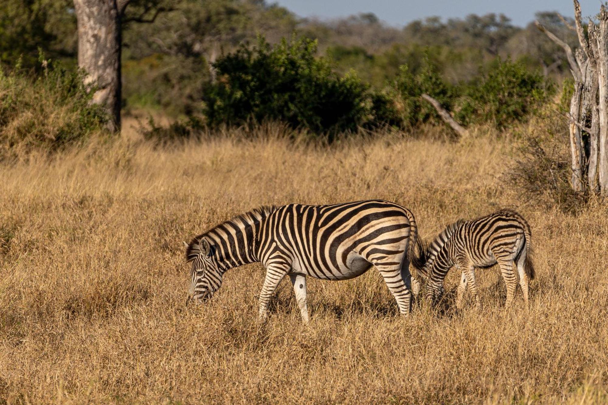 Buffelshoek Tented Camp มันเยเลติเกมรีเซิร์ฟ ภายนอก รูปภาพ