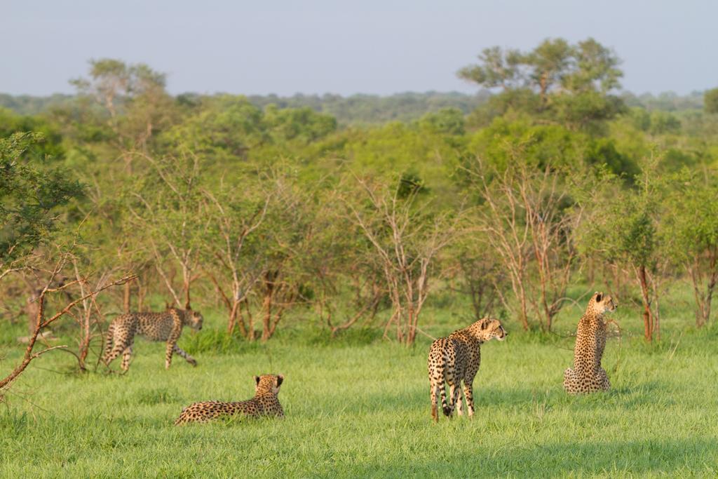 Buffelshoek Tented Camp มันเยเลติเกมรีเซิร์ฟ ภายนอก รูปภาพ